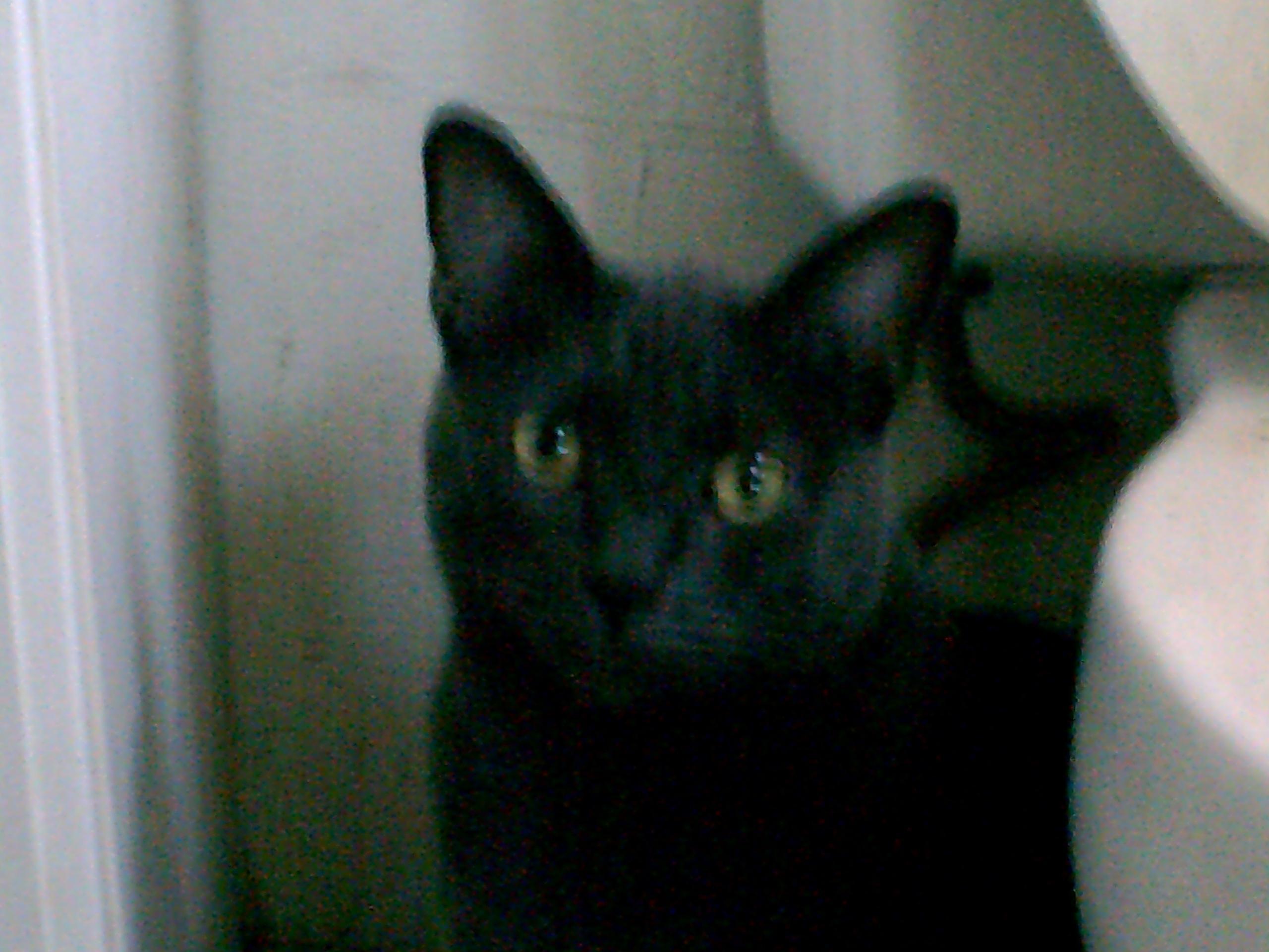 Bella